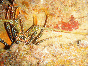Spiny Lobster in the Eillion